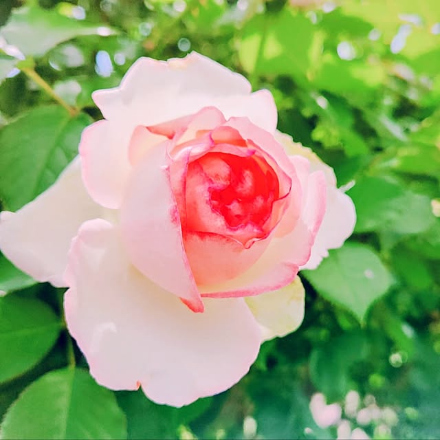 surviveさんの部屋