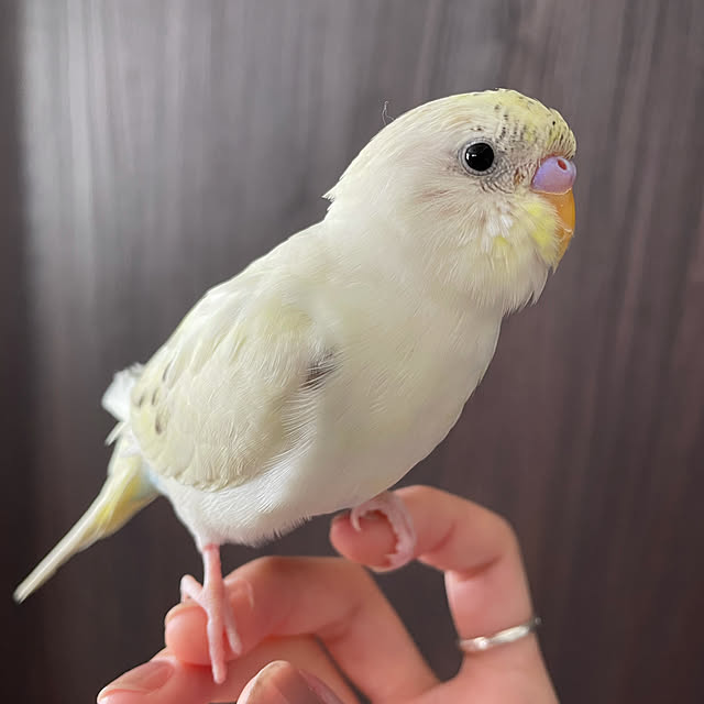 mappyさんの実例写真