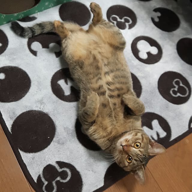 shihoさんの実例写真