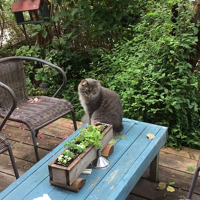 ayuさんの実例写真