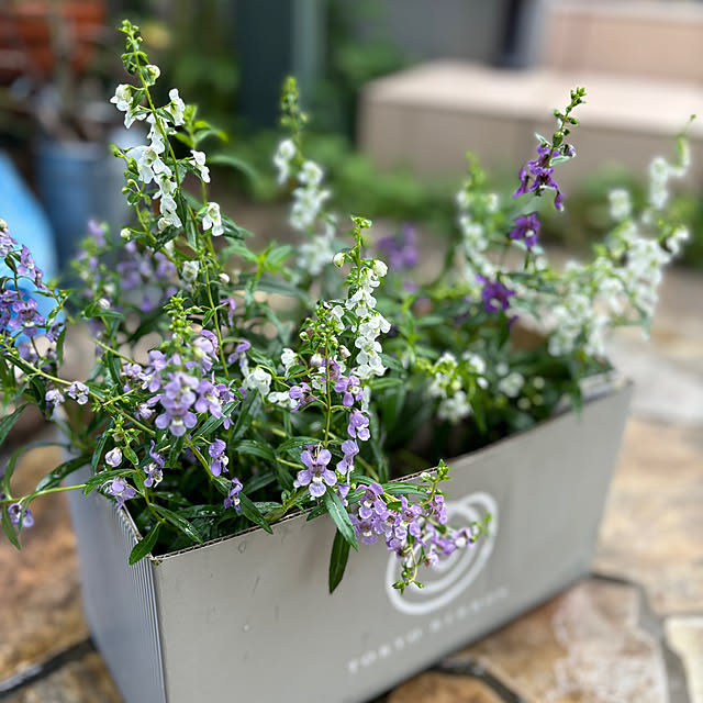 バス/トイレ/夏色のお花/お花のある暮らし/グリーンのある暮らし/RCの出会いに感謝しています♡...などのインテリア実例 - 2024-07-08 21:49:45
