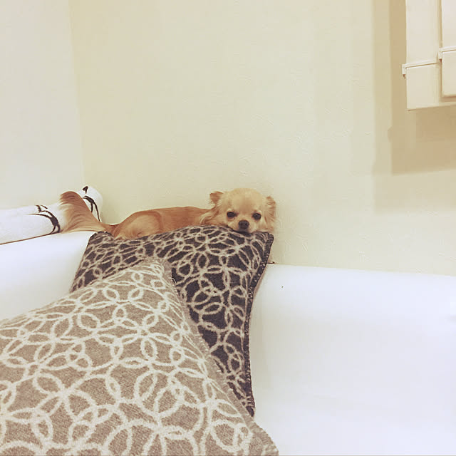 mihaaさんの実例写真