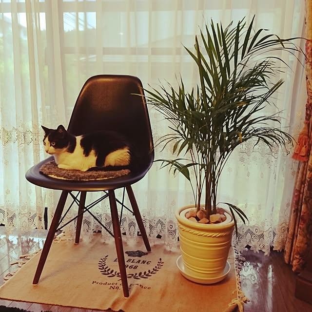 genさんの実例写真