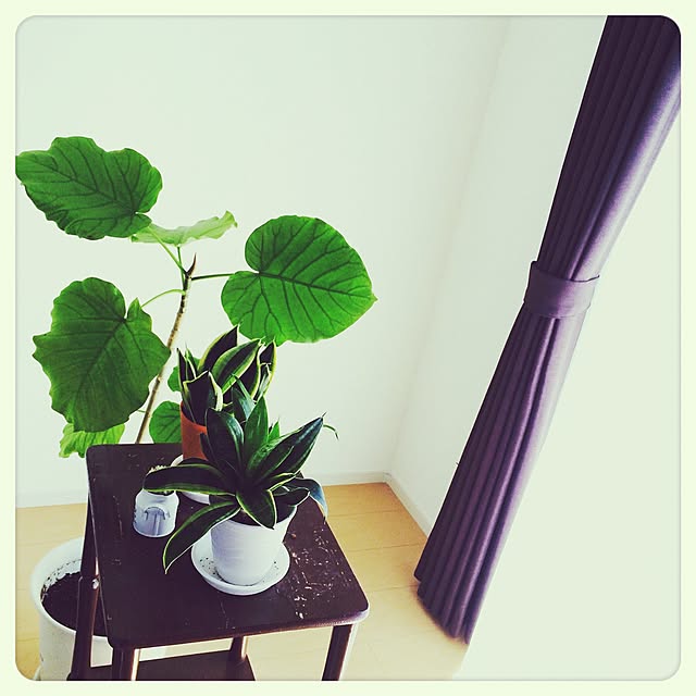 部屋全体/観葉植物のインテリア実例 - 2015-09-12 12:05:27