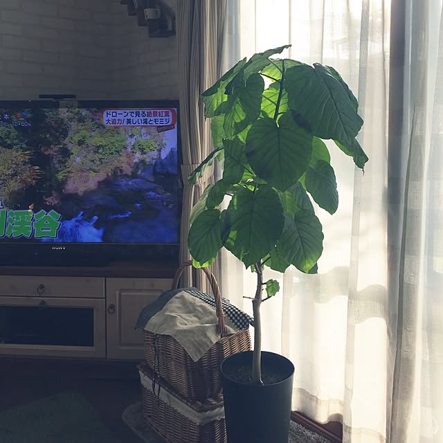 mayuさんの実例写真
