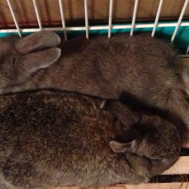 fuuさんの実例写真