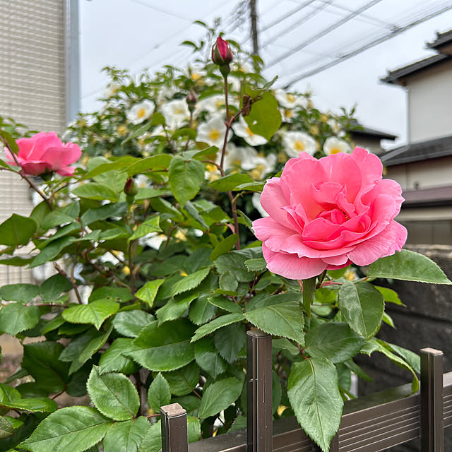 remonさんの部屋