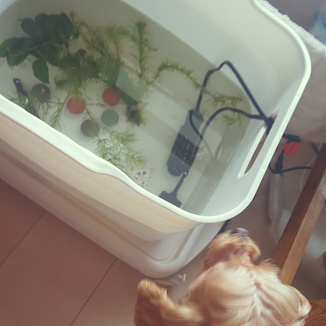kuruさんの実例写真