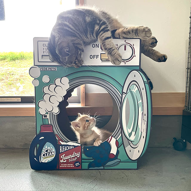 yucciさんの実例写真