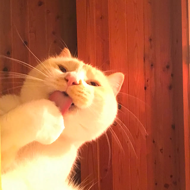 sakurasakuさんの実例写真