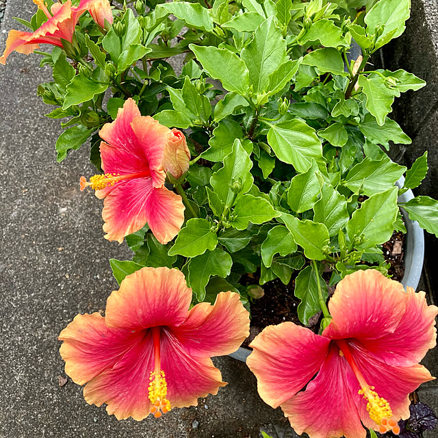 Alohaさんの実例写真