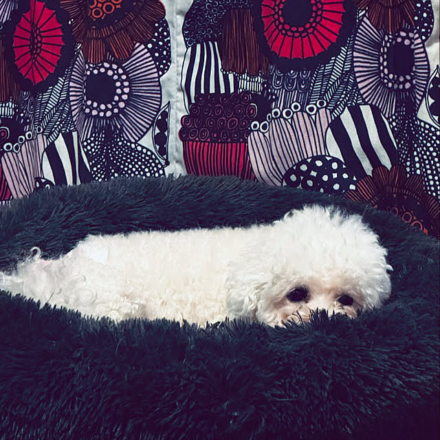 chacoさんの部屋