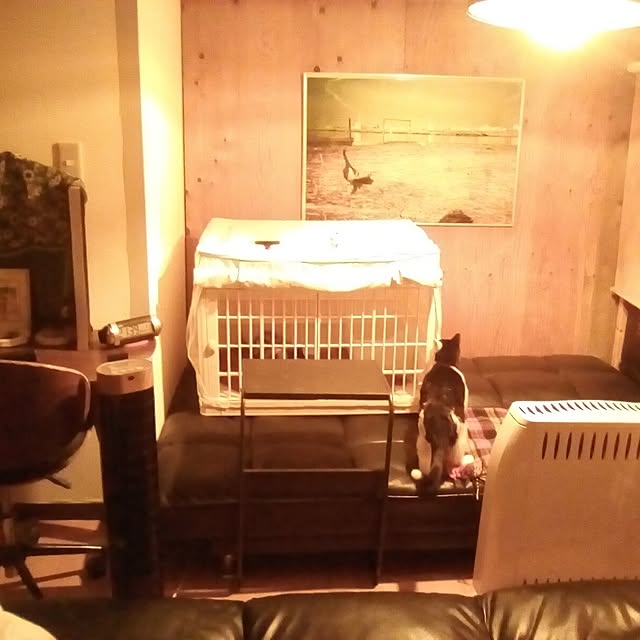 catloveさんの実例写真