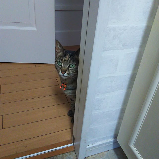 sakuraさんの実例写真