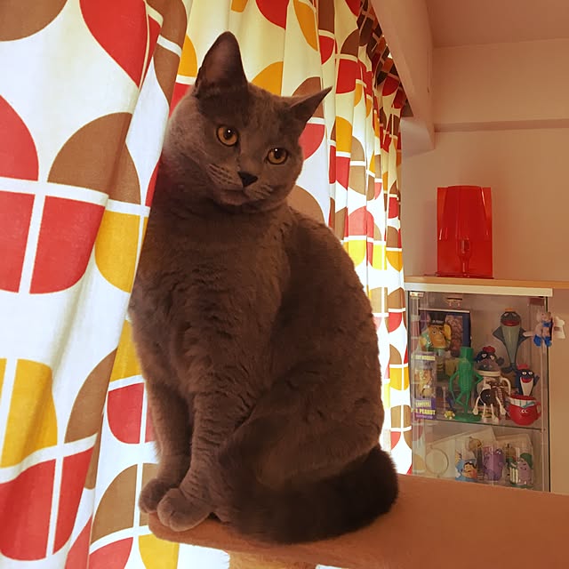 ikettenさんの実例写真