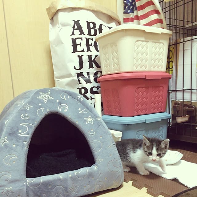 karintoさんの実例写真