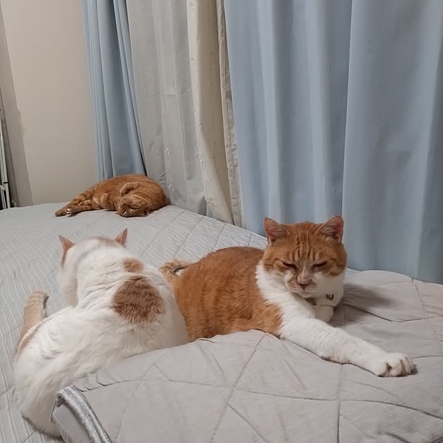 NOAHさんの実例写真