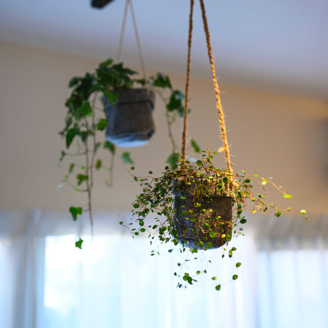 壁/天井/観葉植物のインテリア実例 - 2024-02-27 23:28:28