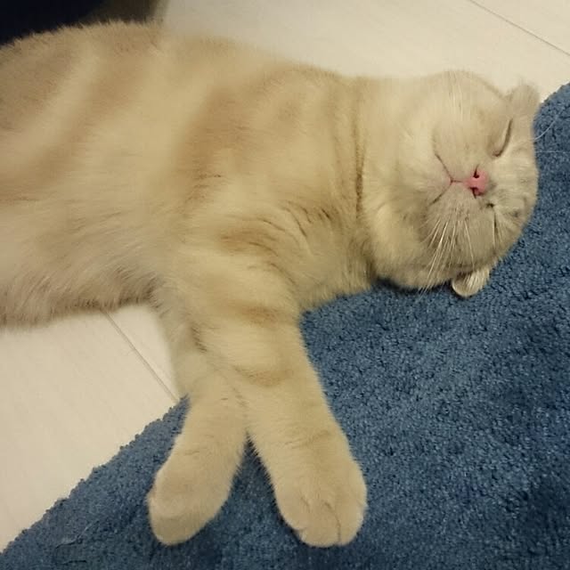 MarshmallowMuffinさんの実例写真