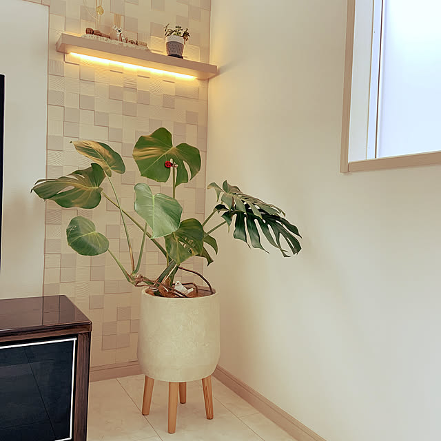 観葉植物のある暮らし/間接照明のある暮らし/壁/天井のインテリア実例 - 2022-06-07 08:14:41