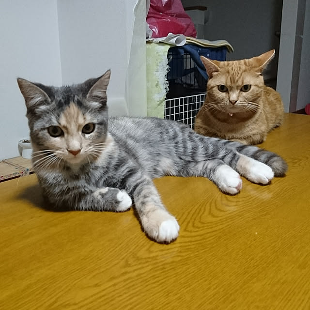 shinobuさんの実例写真