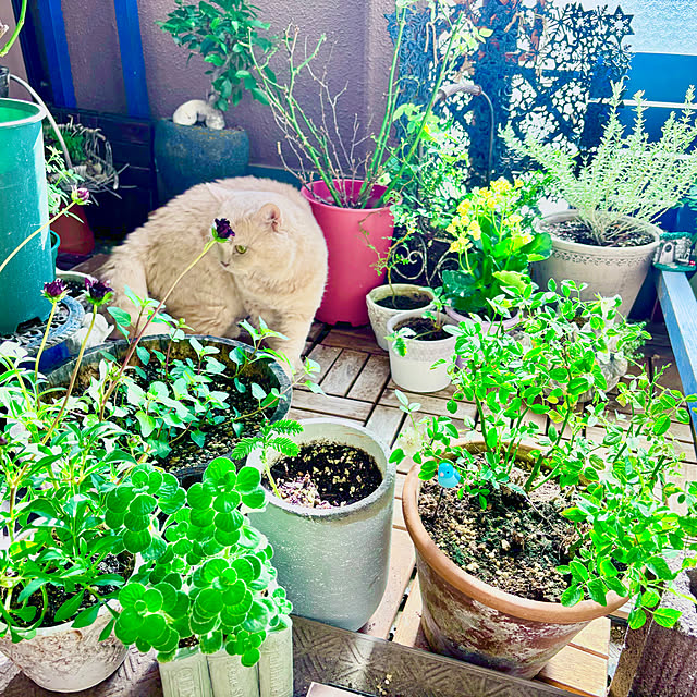 naokoさんの部屋