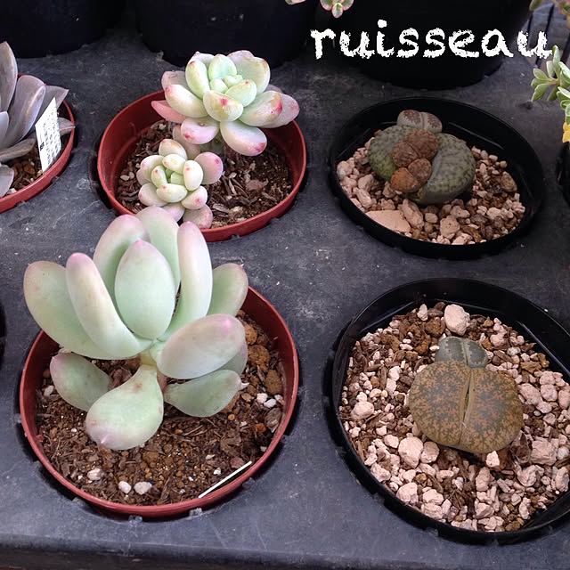 ruisseauさんの実例写真