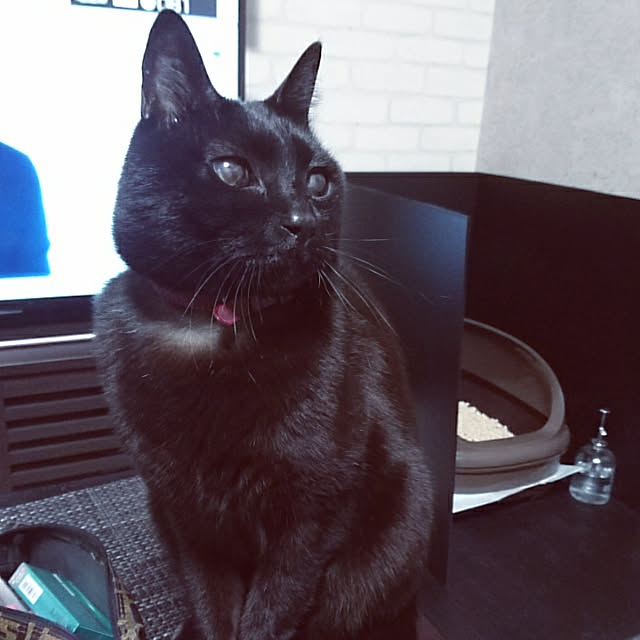 机のインテリア実例 - 2019-02-21 12:02:23