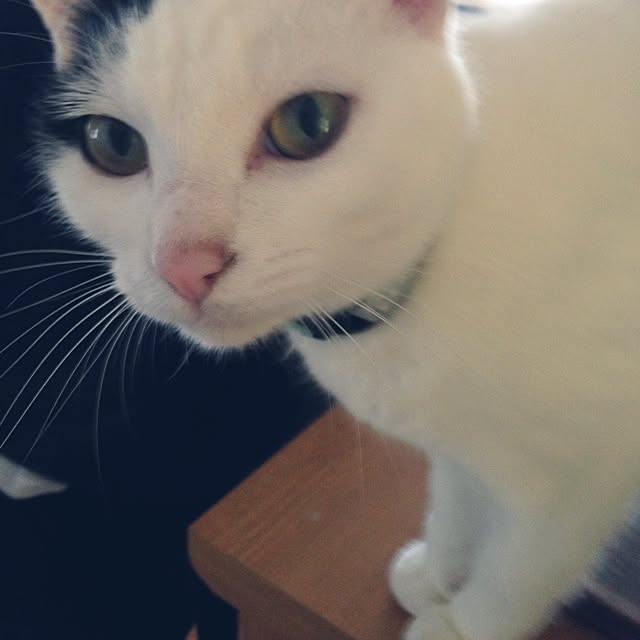 chiさんの実例写真