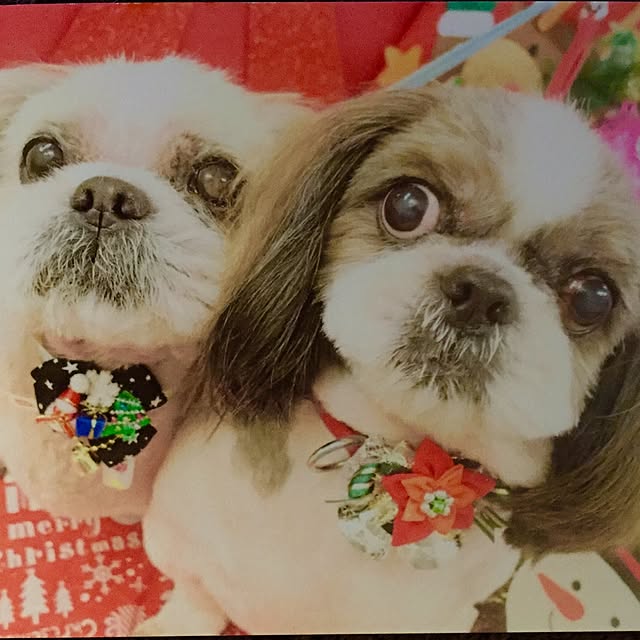 butachanさんの実例写真