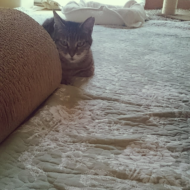 lilyさんの実例写真
