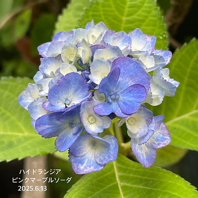 buchiさんの部屋