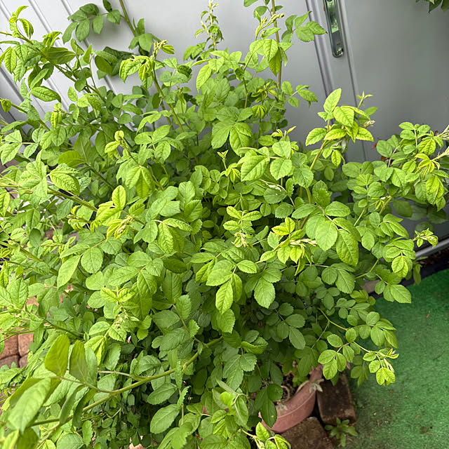 nannoさんの部屋