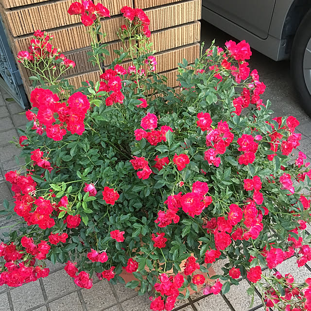 maron915さんの実例写真