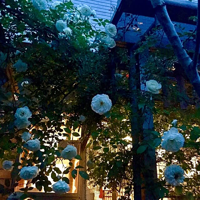 butachanさんの実例写真