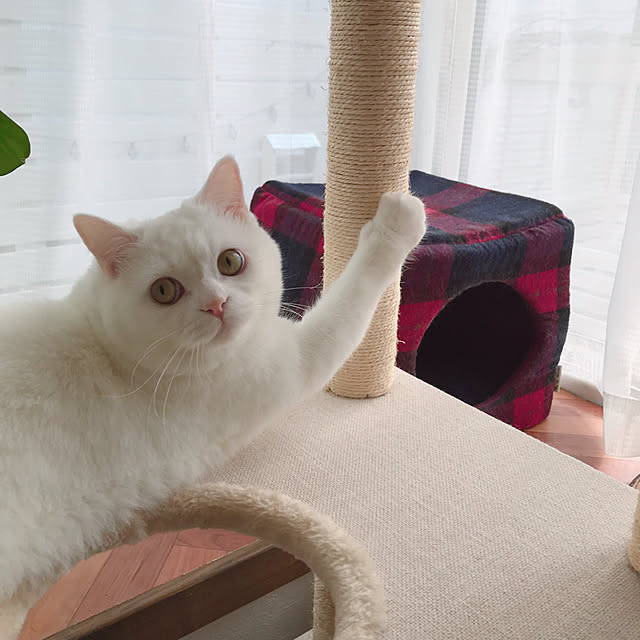 kotoriさんの実例写真