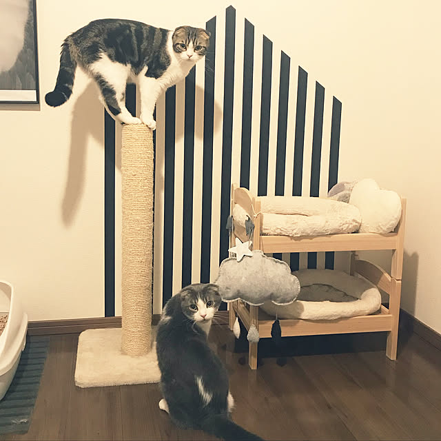 tansukeさんの実例写真