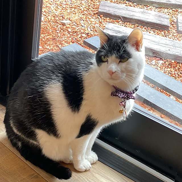 nekosamaさんの部屋