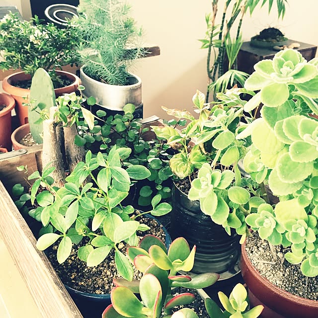 部屋全体/多肉植物/植物/観葉植物のインテリア実例 - 2015-03-08 16:24:41