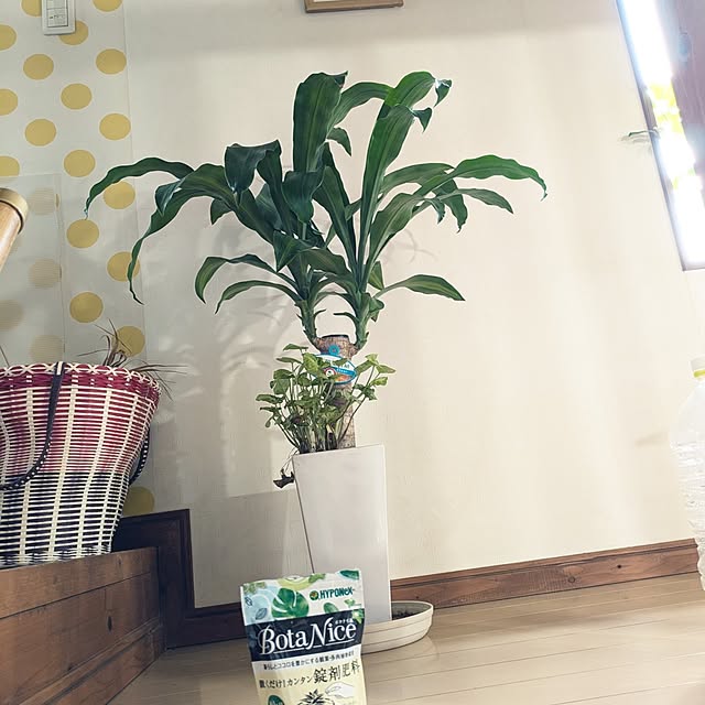 prepreさんの部屋