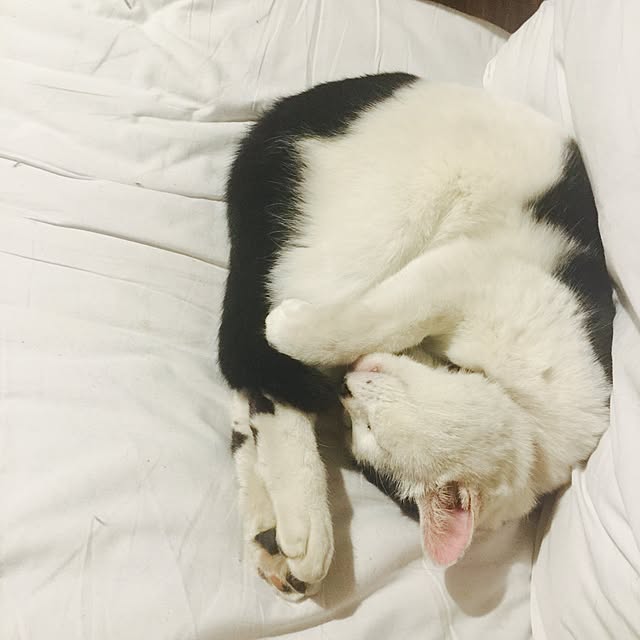 PEさんの実例写真