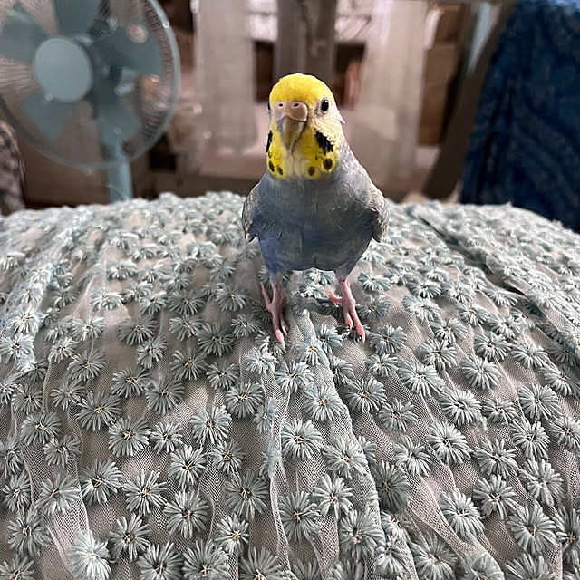 Atsukoさんの部屋