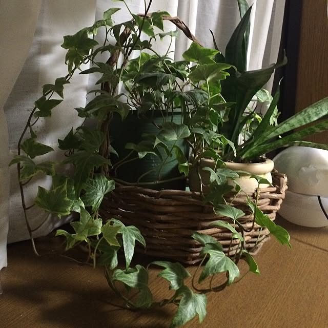 buri_buriさんの実例写真