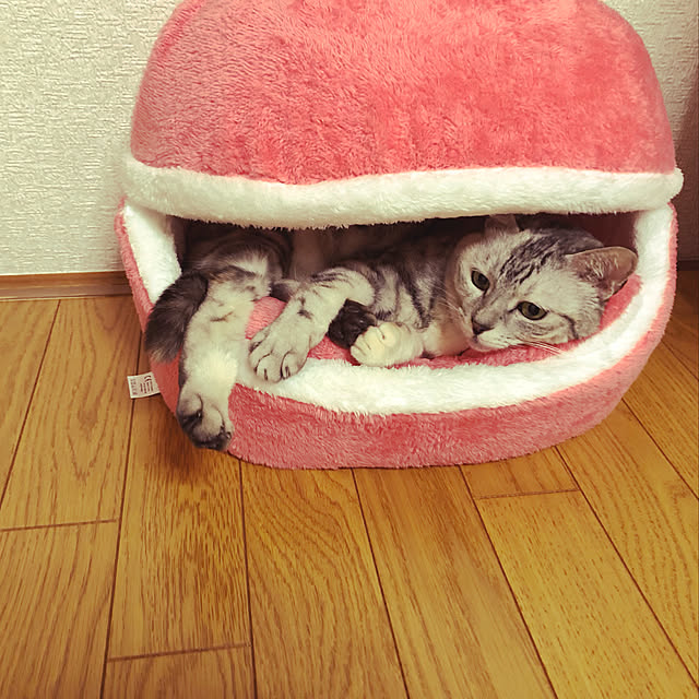 ayuchiさんの実例写真