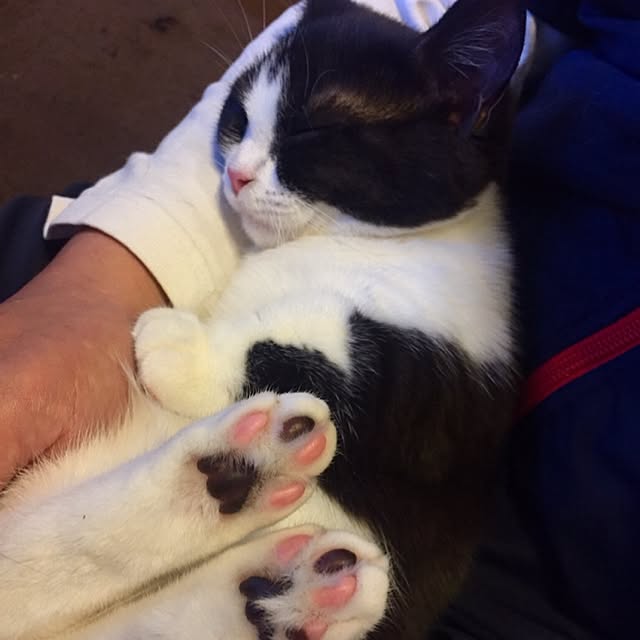 butachanさんの実例写真