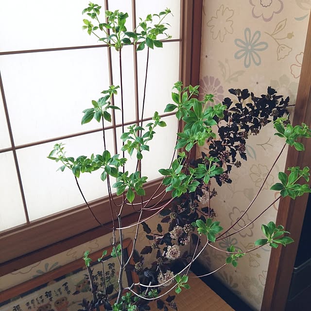 kakkaさんの実例写真