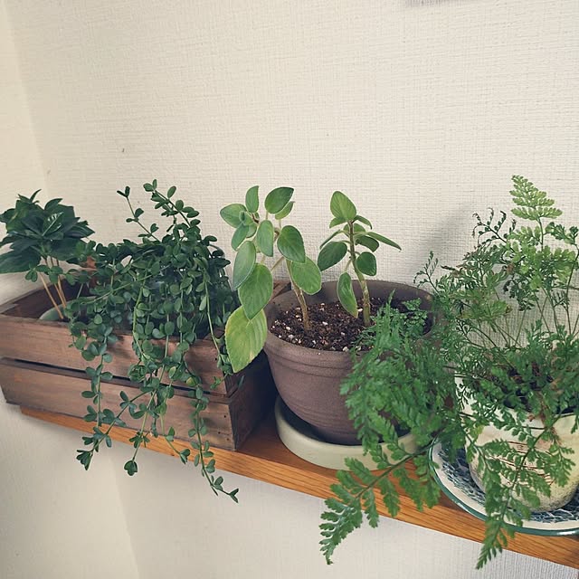 hopkeiさんの実例写真