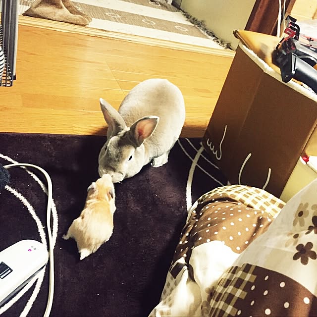 fruityanさんの実例写真