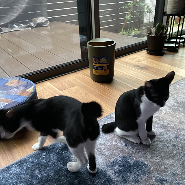 porinさんの実例写真