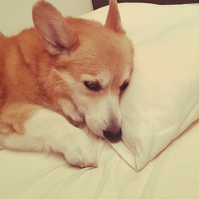 yuiyuiさんの実例写真